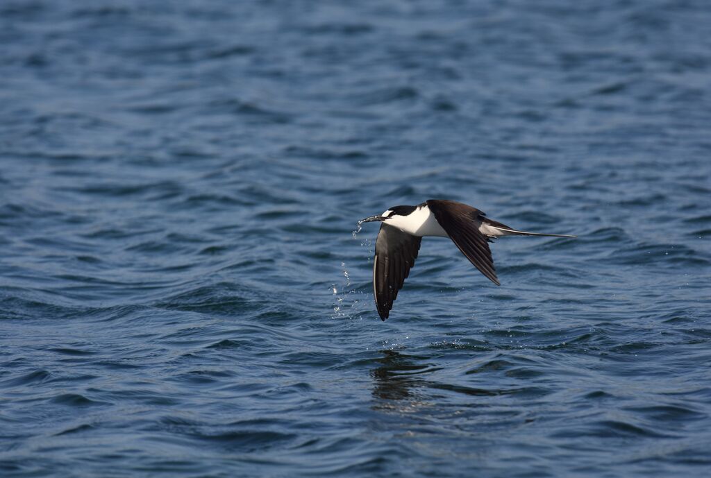 Sooty Tern