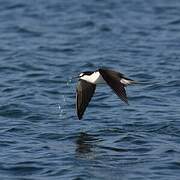 Sooty Tern