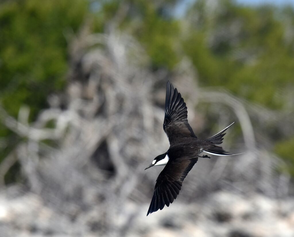 Sooty Tern