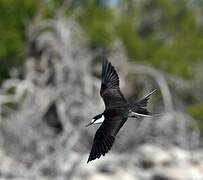 Sooty Tern