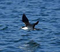 Sooty Tern