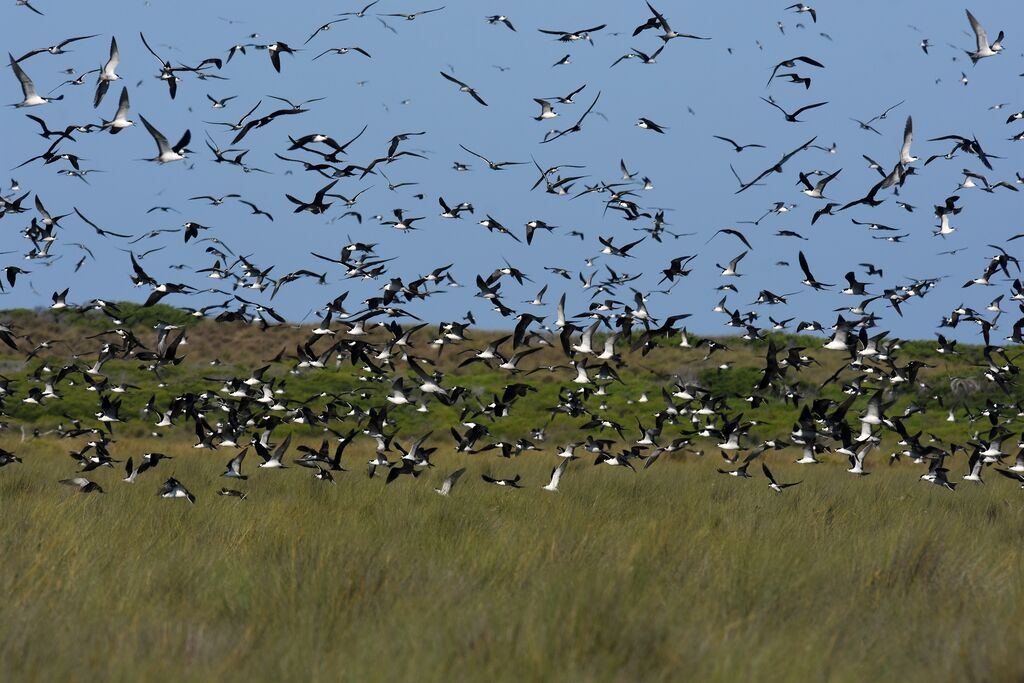 Sooty Tern