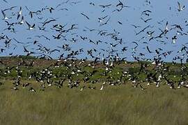 Sooty Tern