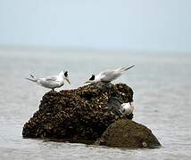 Greater Crested Tern