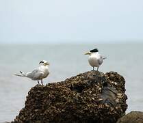 Greater Crested Tern