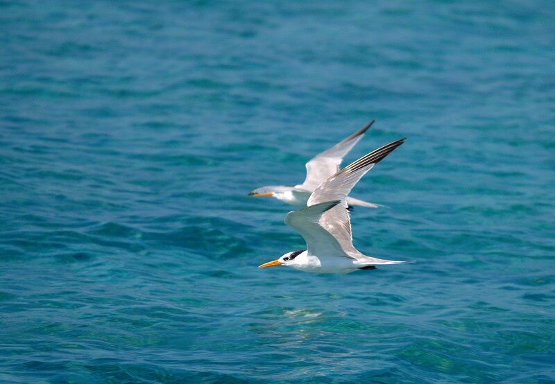 Lesser Crested Tern