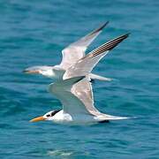 Lesser Crested Tern