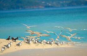 Lesser Crested Tern