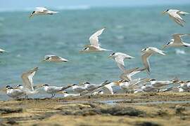 Lesser Crested Tern