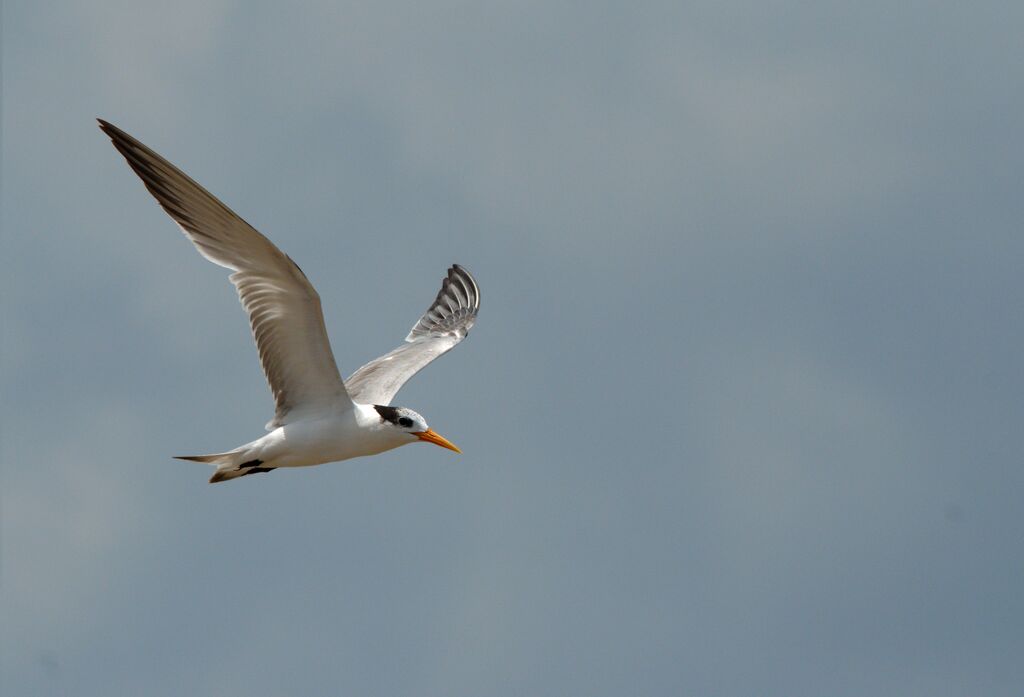 Lesser Crested Tern