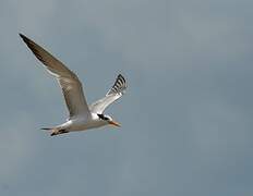 Lesser Crested Tern