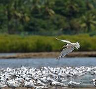 Lesser Crested Tern