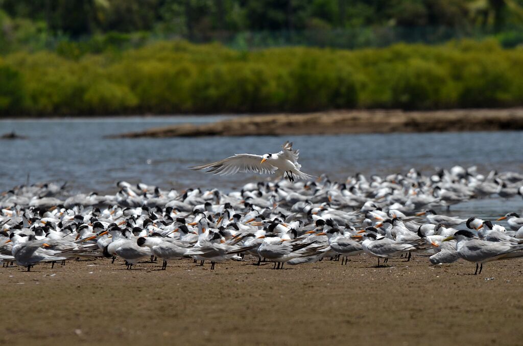 Lesser Crested Tern