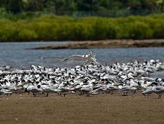 Lesser Crested Tern