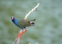 Allen's Gallinule