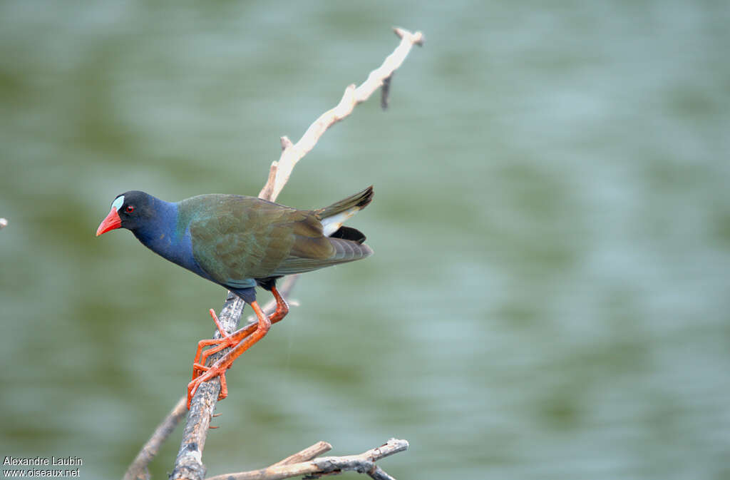 Allen's Gallinuleadult breeding, identification