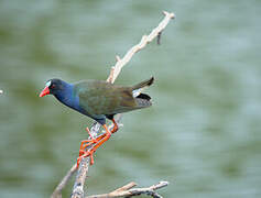 Allen's Gallinule