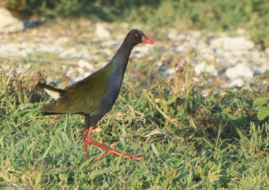 Allen's Gallinuleadult post breeding, identification