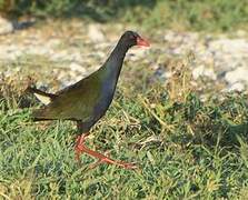 Allen's Gallinule