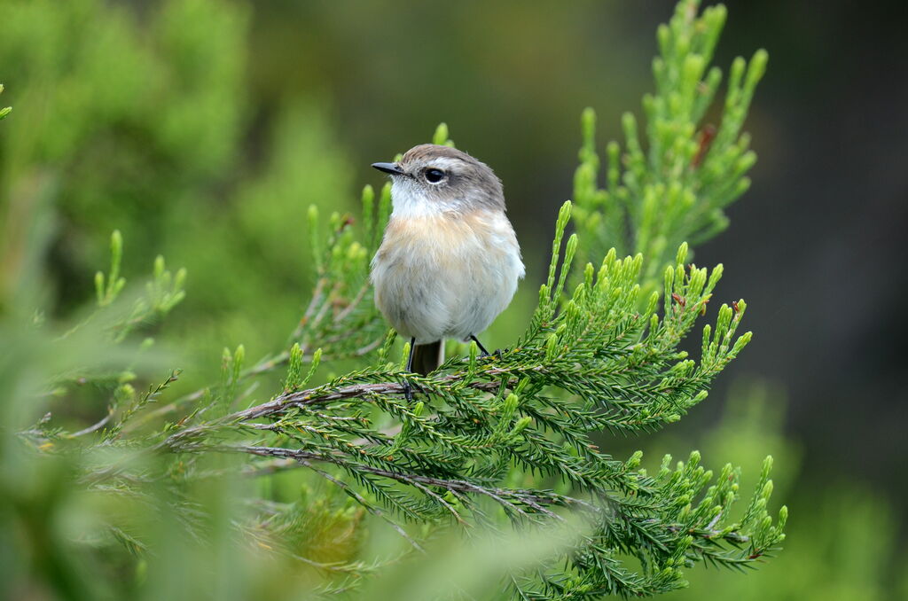 Reunion Stonechat female