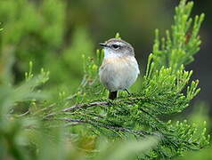 Reunion Stonechat