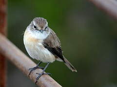 Reunion Stonechat