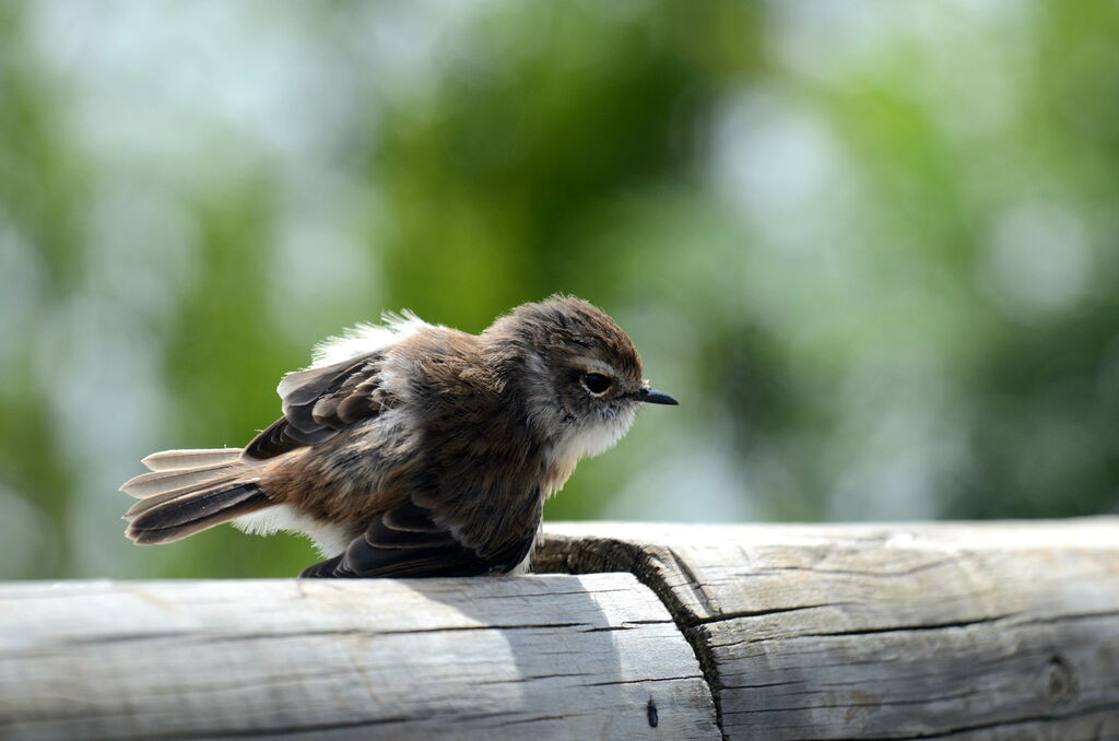 Reunion Stonechat female