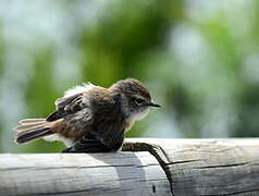 Reunion Stonechat