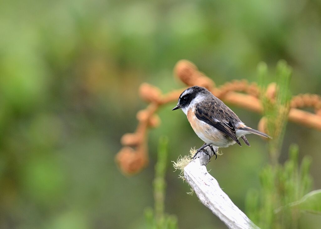 Reunion Stonechat