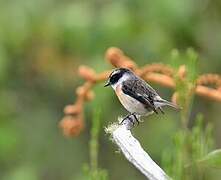 Reunion Stonechat