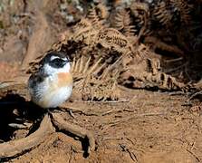 Reunion Stonechat