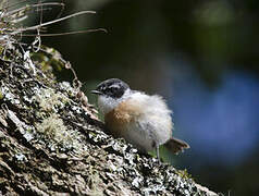 Reunion Stonechat