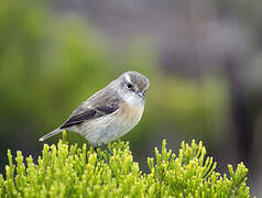 Reunion Stonechat