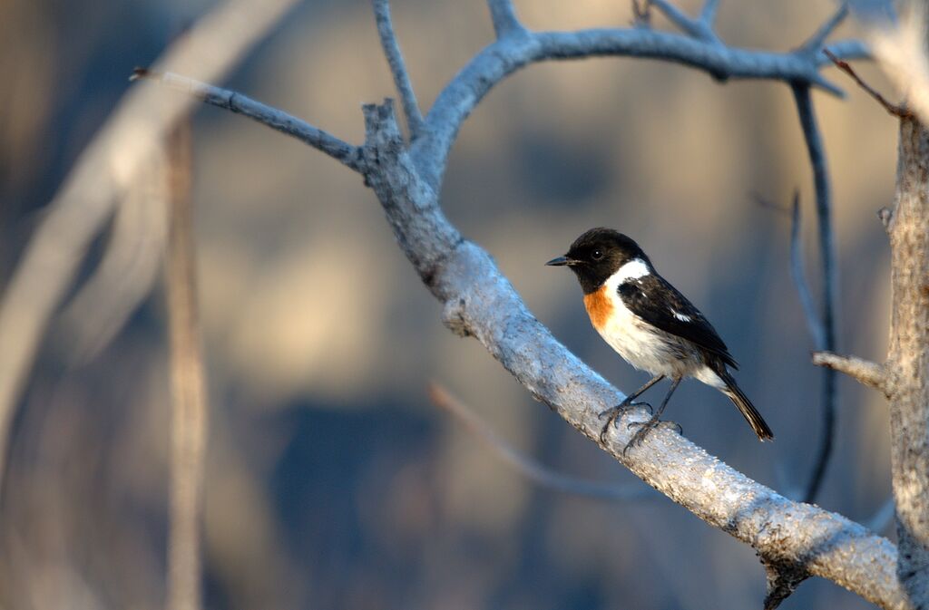 Madagascar Stonechatadult