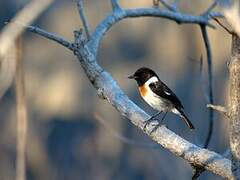 Madagascan Stonechat