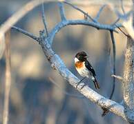 Madagascan Stonechat