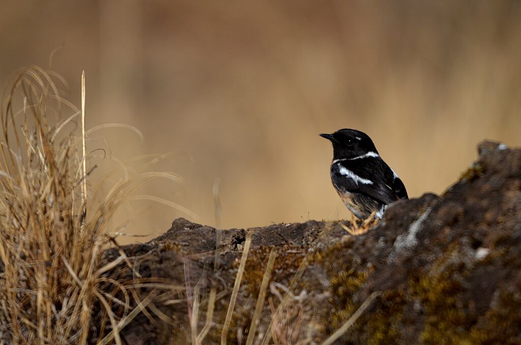 Madagascar Stonechatadult