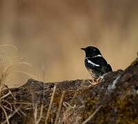 Madagascar Stonechat