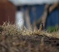 Madagascar Stonechat