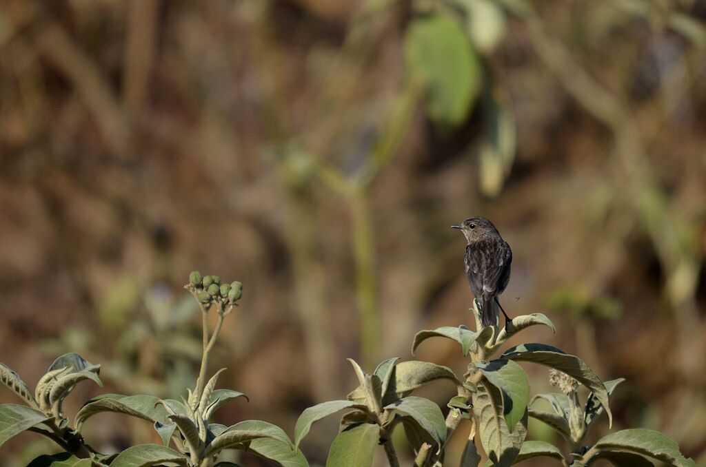 Madagascan Stonechat