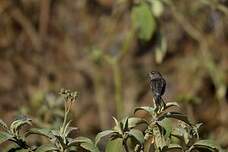 Tarier de Madagascar