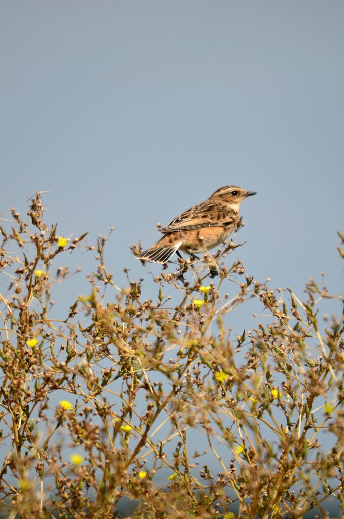 Whinchat