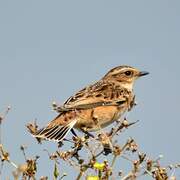 Whinchat