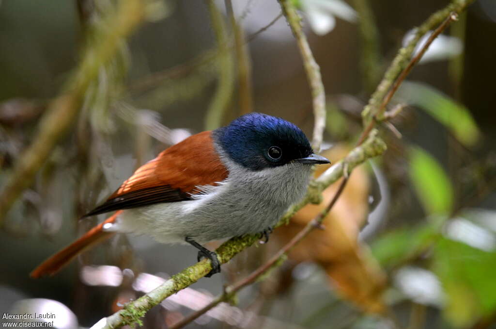 Mascarene Paradise Flycatcher, identification