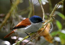 Mascarene Paradise Flycatcher