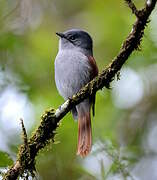 Mascarene Paradise Flycatcher