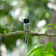 Malagasy Paradise Flycatcher