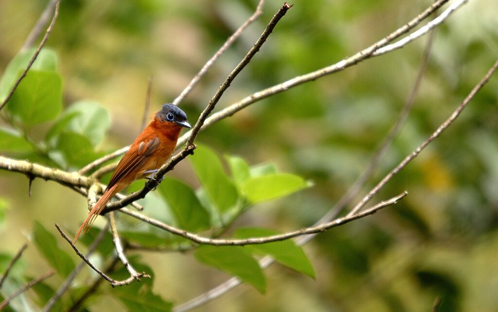 Malagasy Paradise Flycatcher