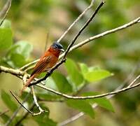 Malagasy Paradise Flycatcher