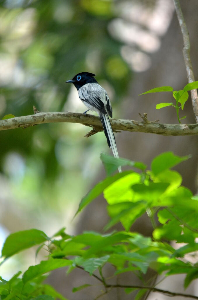 Malagasy Paradise Flycatcher